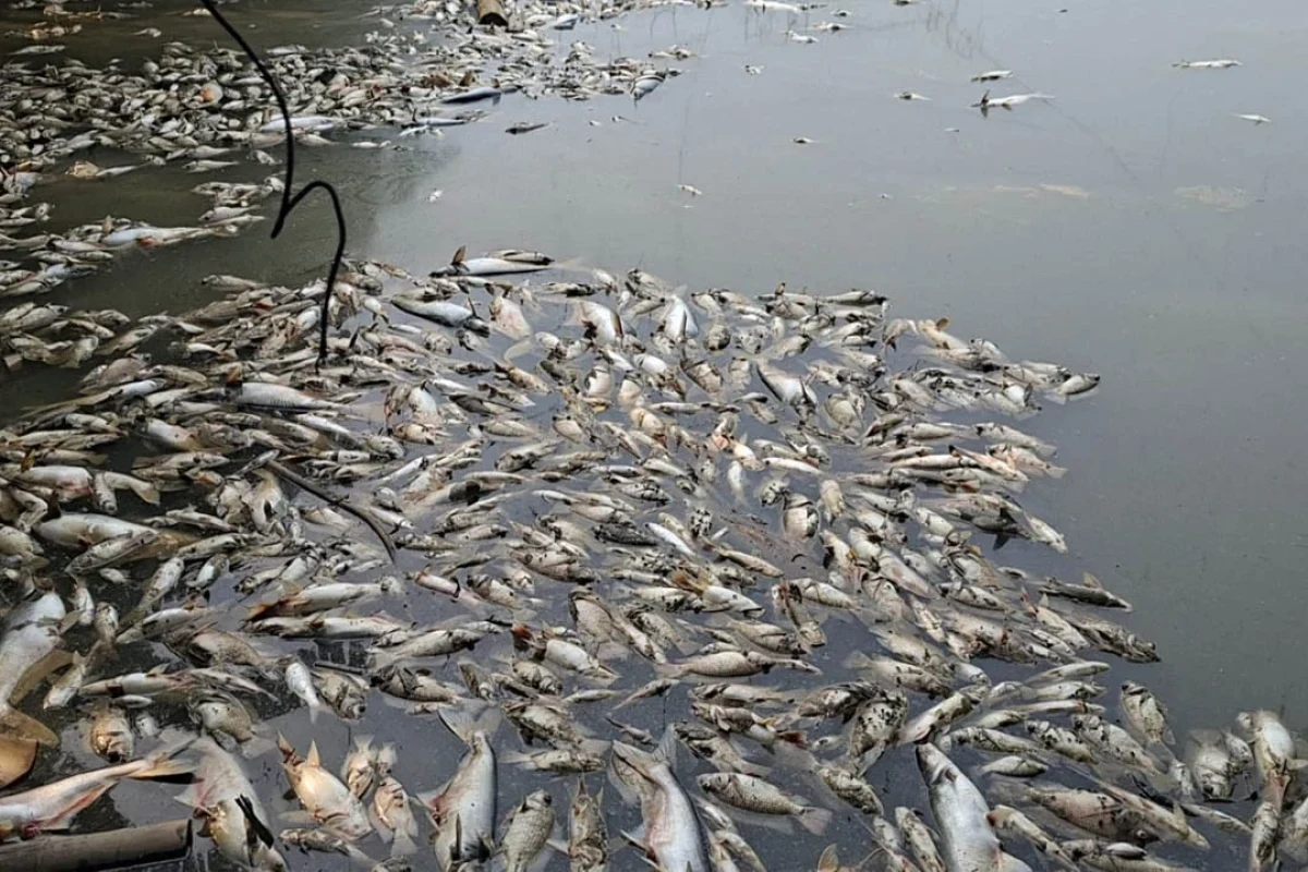 ভাঙ্গায় জামায়াত নেতা আনোয়ার মাতুব্বরের মাছের খামারে বিষ দিয়ে নিধন