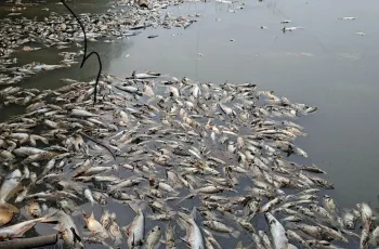 ভাঙ্গায় জামায়াত নেতা আনোয়ার মাতুব্বরের মাছের খামারে বিষ দিয়ে নিধন