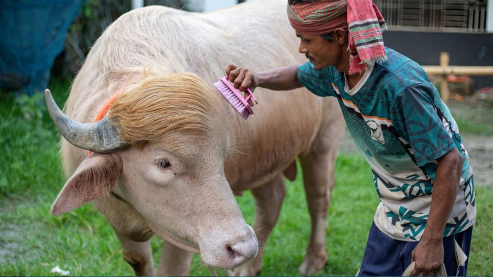 মিরপুর চিড়িয়াখানায় বিরল অ্যালবিনো মহিষ ‘ডোনাল্ড ট্রাম্প’ সংরক্ষণ