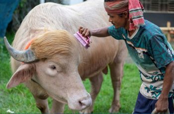 মিরপুর চিড়িয়াখানায় বিরল অ্যালবিনো মহিষ ‘ডোনাল্ড ট্রাম্প’ সংরক্ষণ