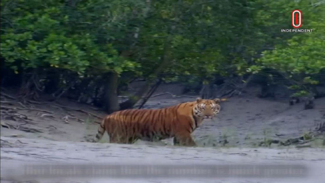সুন্দরবনে ৩ মাস প্রবেশ নিষিদ্ধ, ৩১ আগস্ট পর্যন্ত কার্যকর