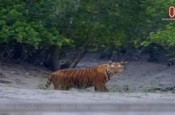 সুন্দরবনে ৩ মাস প্রবেশ নিষিদ্ধ, ৩১ আগস্ট পর্যন্ত কার্যকর