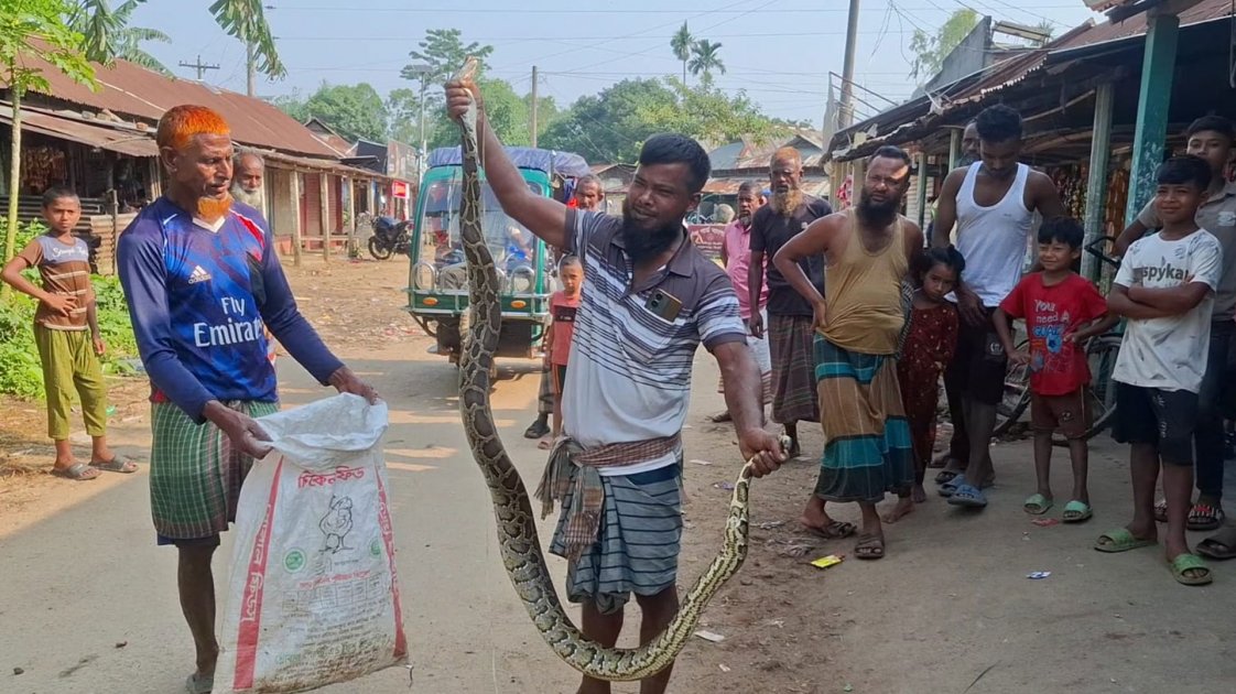নেত্রকোণায় গারো পাহাড় থেকে অজগর সাপের লোকালয়ে আগমন