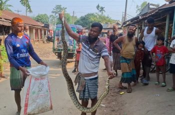 নেত্রকোণায় গারো পাহাড় থেকে অজগর সাপের লোকালয়ে আগমন