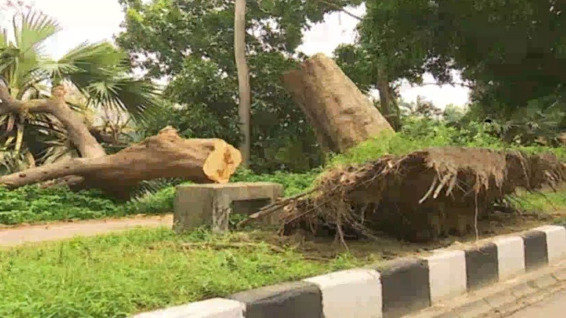 ঝড়ের কারণে সড়কে উপড়ে পড়ছে গাছ, বাড়ছে জনজীবনের ঝুঁকি