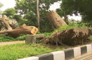 ঝড়ের কারণে সড়কে উপড়ে পড়ছে গাছ, বাড়ছে জনজীবনের ঝুঁকি
