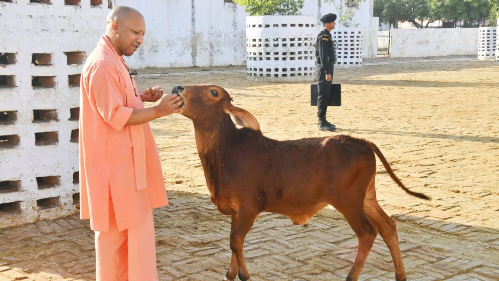 গরুকে 'মা' হিসেবে অর্ঘ্য নিবেদনের পাত্র বলে মন্তব্য যোগী আদিত্যনাথের