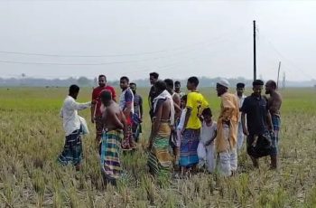 টাঙ্গাইলের বিদ্যুৎস্পৃষ্ট হয়ে ৫ গরুর মৃত্যু, স্থানীয়দের ক্ষোভ