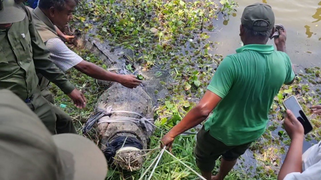 বাগেরহাটে মাজারের দীঘি থেকে কুমির সরানো হলো