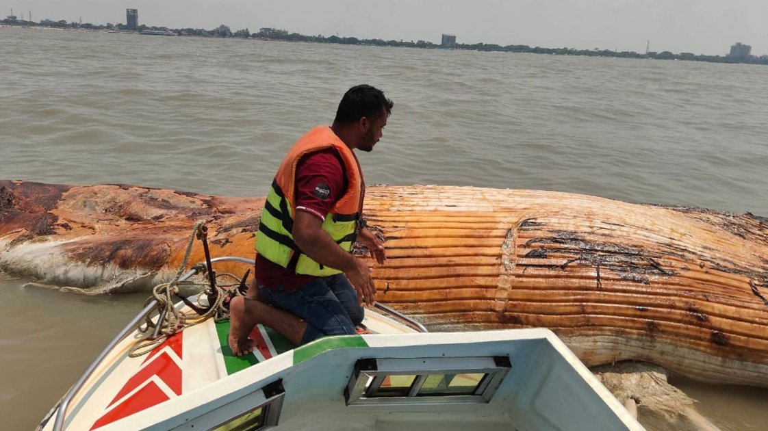 কুয়াকাটায় ৪০ ফুট দৈর্ঘ্যের মৃত বেলিন তিমি ভাসছে