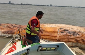 কুয়াকাটায় ৪০ ফুট দৈর্ঘ্যের মৃত বেলিন তিমি ভাসছে