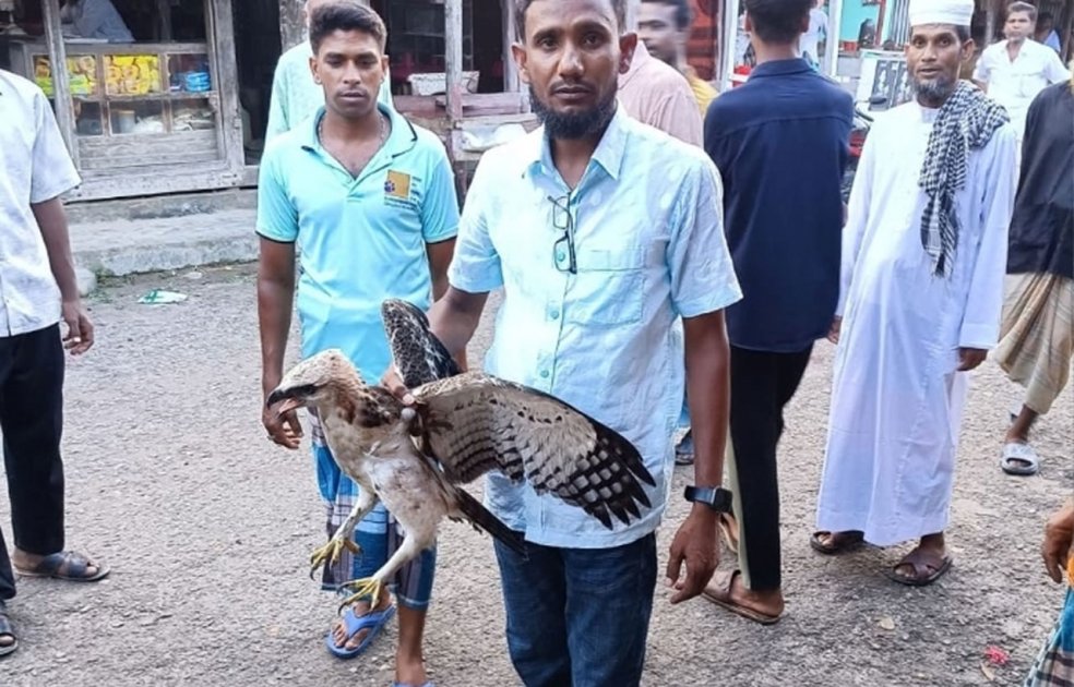 শরণখোলায় বিলুপ্তপ্রায় ‘তিলা নাগ’ ঈগল উদ্ধার
