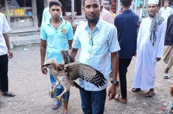 শরণখোলায় বিলুপ্তপ্রায় ‘তিলা নাগ’ ঈগল উদ্ধার