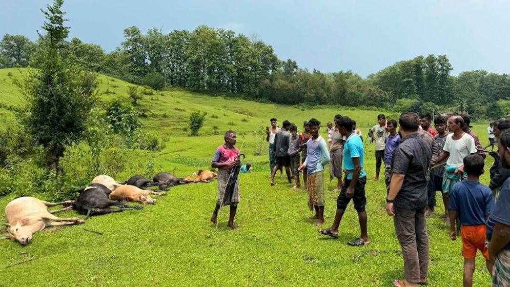 মৌলভীবাজারে বজ্রপাতে ১৩ গরু ও ১ মহিষের মৃত্যু
