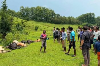মৌলভীবাজারে বজ্রপাতে ১৩ গরু ও ১ মহিষের মৃত্যু