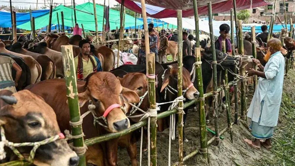 ঈদুল আজহায় ৯৩ লাখ ৬৭ হাজার পশুর কোরবানি সম্পন্ন