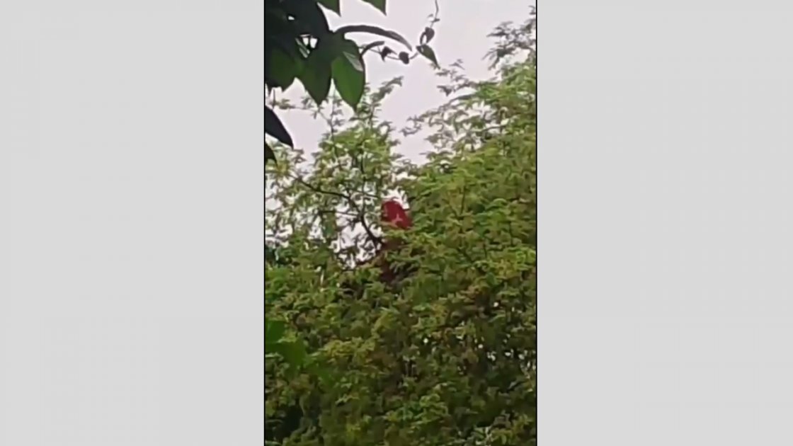 কুড়িগ্রামে তেঁতুল গাছের ডালে আবারও ভাইরাল সাজেদা বেগম