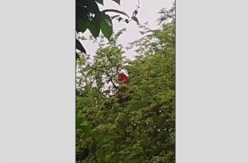 কুড়িগ্রামে তেঁতুল গাছের ডালে আবারও ভাইরাল সাজেদা বেগম