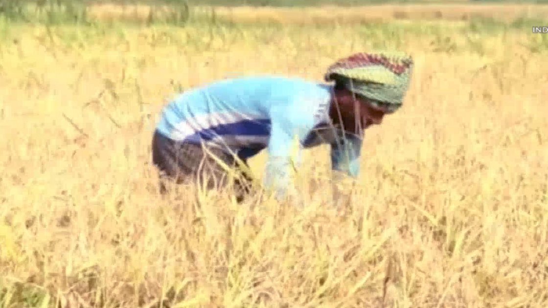 গুমাই বিলে বোরো ধান কাটার উৎসব, কৃষকের চিন্তা বাড়ছে
