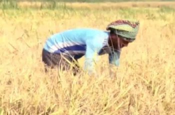 গুমাই বিলে বোরো ধান কাটার উৎসব, কৃষকের চিন্তা বাড়ছে