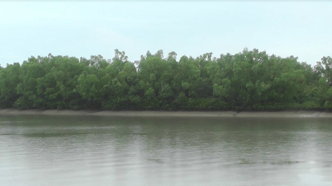 সুন্দরবনে আহত বাঘটি এখন সম্পূর্ণ সুস্থ