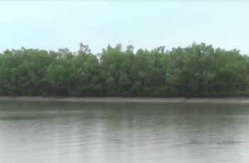 সুন্দরবনে আহত বাঘটি এখন সম্পূর্ণ সুস্থ