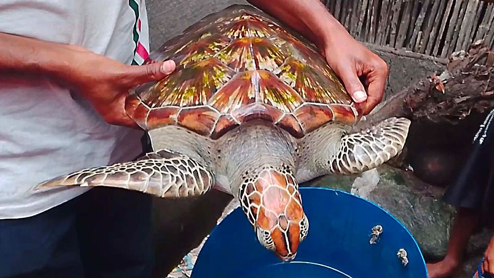 সুন্দরবনে বিরল প্রজাতির কচ্ছপ উদ্ধার
