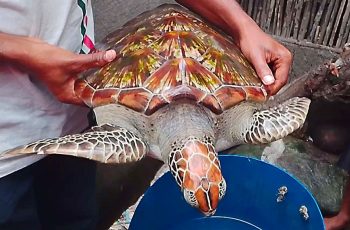 সুন্দরবনে বিরল প্রজাতির কচ্ছপ উদ্ধার