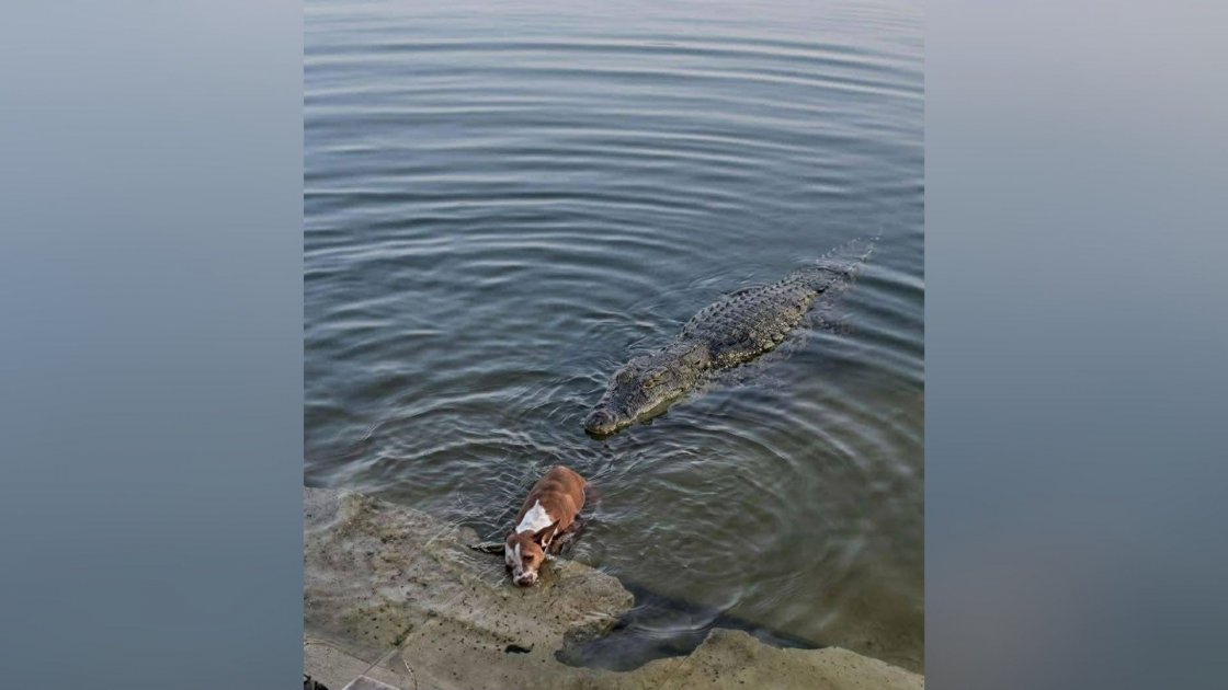 বাগেরহাটের খানজাহান আলী মাজারে কুমিরের হামলা, নিরাপত্তা প্রশ্নবিদ্ধ