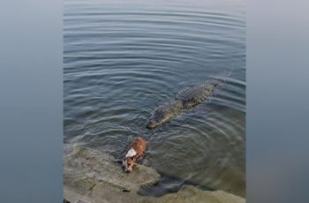 বাগেরহাটের খানজাহান আলী মাজারে কুমিরের হামলা, নিরাপত্তা প্রশ্নবিদ্ধ