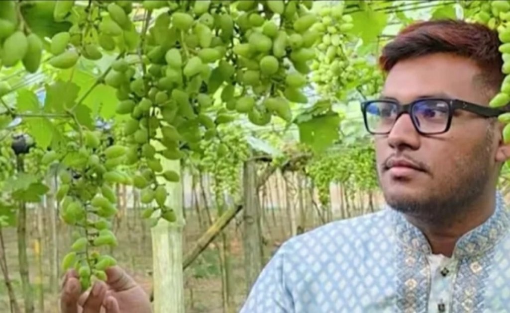 রাজশাহীতে আঙুর চাষে বিপ্লব, তিন বিঘায় ২১ লাখ টাকা আয়