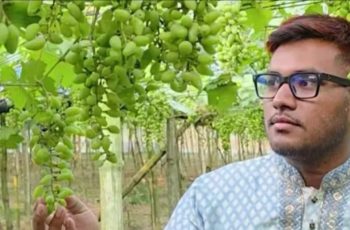 রাজশাহীতে আঙুর চাষে বিপ্লব, তিন বিঘায় ২১ লাখ টাকা আয়