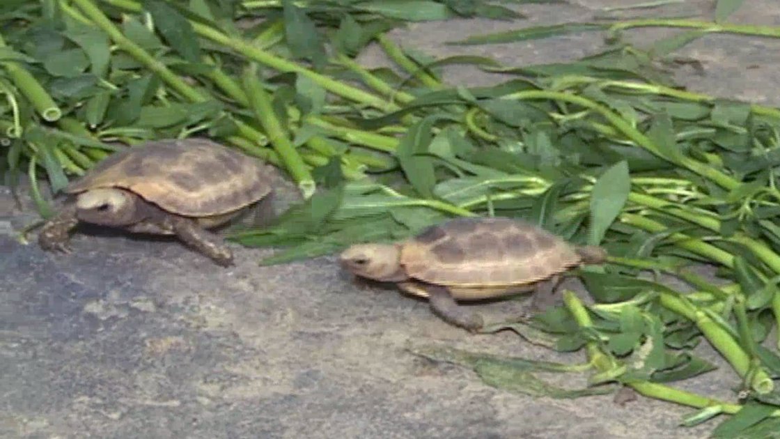 চট্টগ্রাম চিড়িয়াখানায় মহাবিপন্ন হলুদ কাছিমের ৫ নতুন বাচ্চা