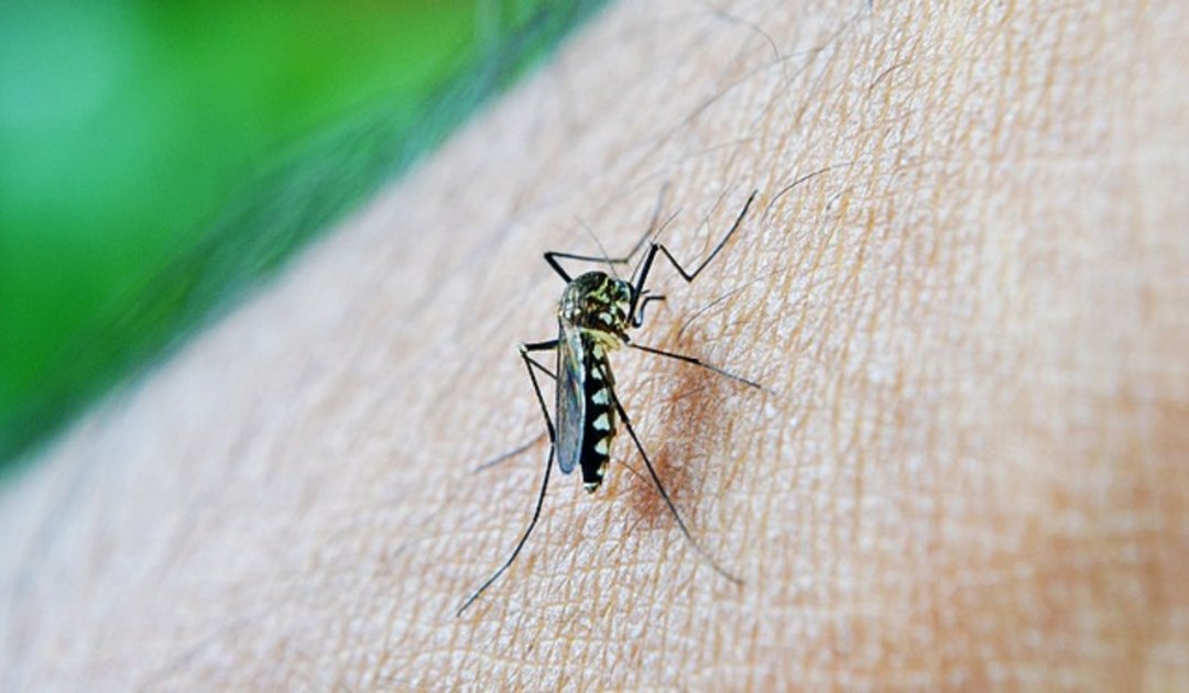 রাজশাহী নগরীতে এডিস মশার লার্ভার অস্বাভাবিক বৃদ্ধি