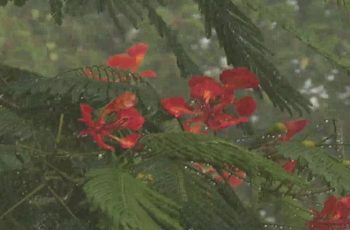 বর্ষাকালে বৃষ্টির অভাব, কৃষিতে নেতিবাচক প্রভাবের আশঙ্কা