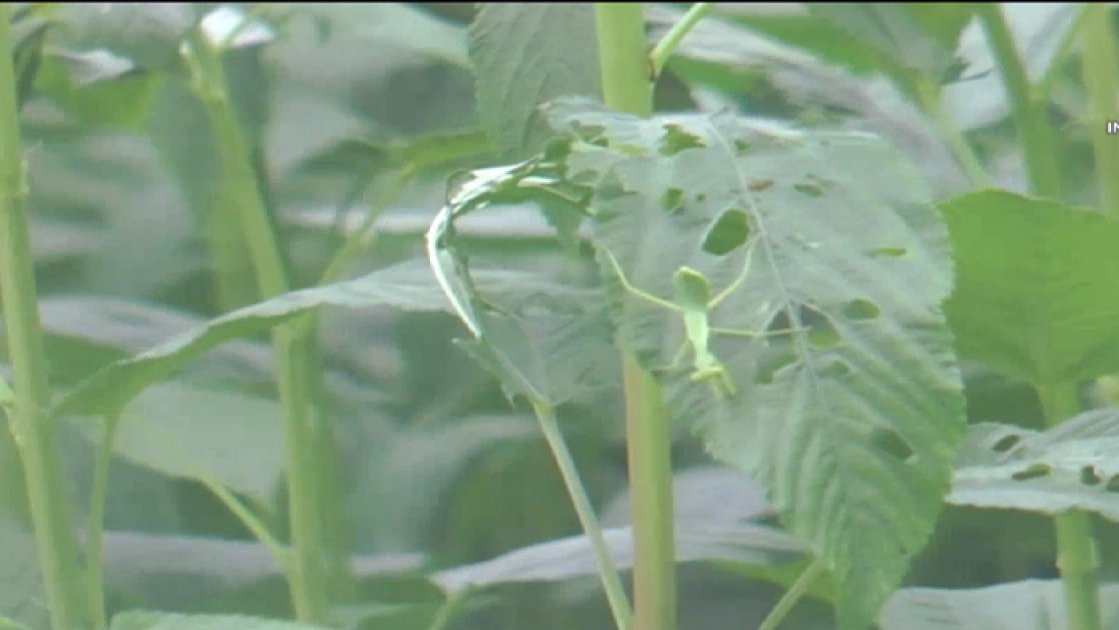 চুয়াডাঙ্গায় পাটক্ষেতে ব্যাপক পোকার আক্রমণ, কৃষকদের উদ্বেগ