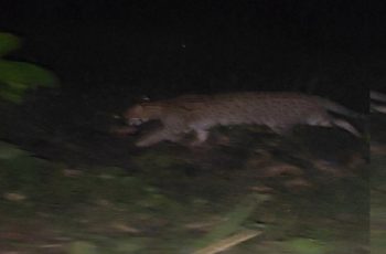 মাগুরায় বাঘের আতঙ্ক, বন বিভাগের সতর্কতা