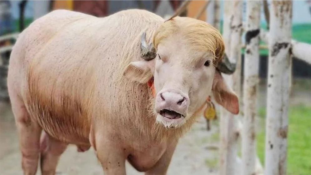 বিরল প্রজাতির সাদা মহিষ বিএলআরআই’র কাছে হস্তান্তর