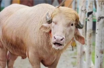 বিরল প্রজাতির সাদা মহিষ বিএলআরআই’র কাছে হস্তান্তর