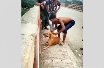 নরসিংদীতে কুকুরকে নদীতে নিক্ষেপ: যুবক আটক