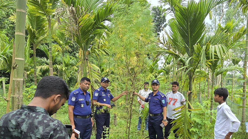 ভূরুঙ্গামারীতে সুপারি বাগানে গাঁজা চাষ, ৪টি গাছ জব্দ