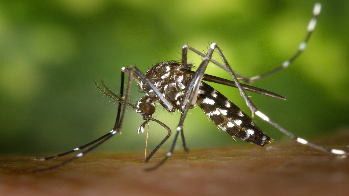 সাতক্ষীরায় মশার উপদ্রবে আতঙ্কিত পৌরবাসী