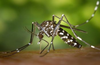 সাতক্ষীরায় মশার উপদ্রবে আতঙ্কিত পৌরবাসী