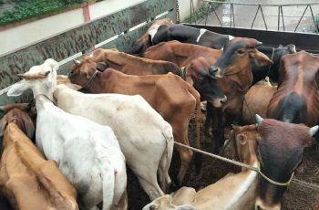 বিজয়নগর থেকে ডাকাতি হওয়া ৩১টি গরুসহ ট্রাক উদ্ধার