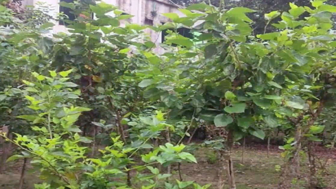 জয়পুরহাটে রেশম শিল্পে নতুন সম্ভাবনার সূচনা