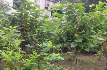 জয়পুরহাটে রেশম শিল্পে নতুন সম্ভাবনার সূচনা
