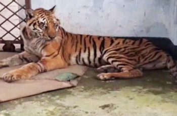 ছয় মাসের চিকিৎসা শেষে সুন্দরবনে ফিরছে বাঘিনী