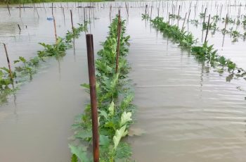 বন্যায় চট্টগ্রামে কৃষি ও মৎস্যখাতে শতকোটি টাকার ক্ষতির আশঙ্কা