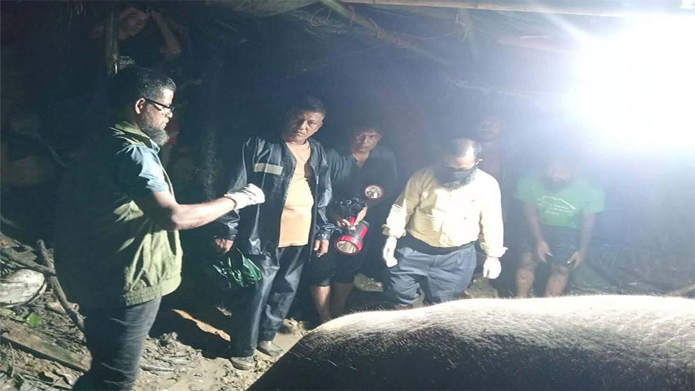 প্রধানমন্ত্রীর নির্দেশে টেকনাফে আহত হাতির চিকিৎসা শুরু