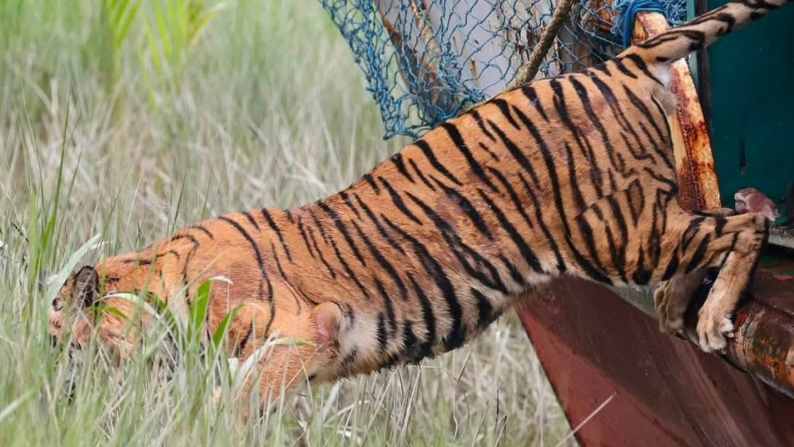 ৬ মাস চিকিৎসার পর সুন্দরবনে ফিরল বাঘিনী